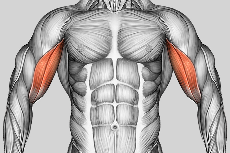 Exercise Category Muscles